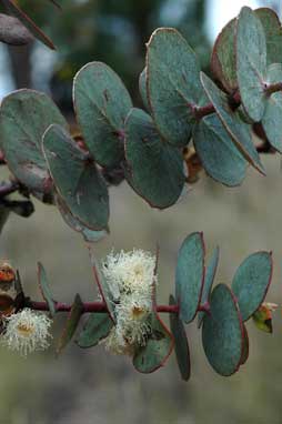 APII jpeg image of Eucalyptus pulverulenta  © contact APII