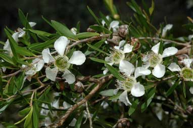 APII jpeg image of Leptospermum sejunctum  © contact APII