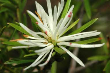 APII jpeg image of Pseudanthus ligulatus subsp. ligulatus  © contact APII