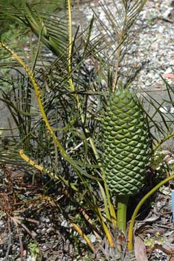 APII jpeg image of Macrozamia spiralis  © contact APII