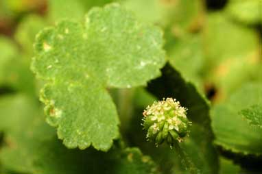 APII jpeg image of Hydrocotyle algida  © contact APII