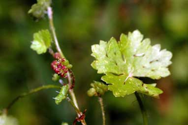 APII jpeg image of Hydrocotyle tripartita  © contact APII