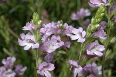 APII jpeg image of Euphrasia crassiuscula subsp. crassiuscula  © contact APII