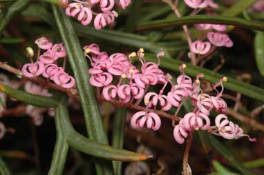 APII jpeg image of Grevillea leptobotrys  © contact APII