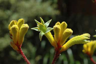 APII jpeg image of Anigozanthos 'Cross of Gold'  © contact APII