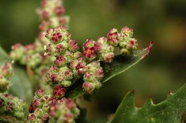 APII jpeg image of Chenopodium murale  © contact APII