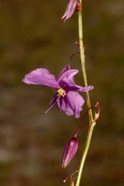 APII jpeg image of Arthropodium fimbriatum  © contact APII