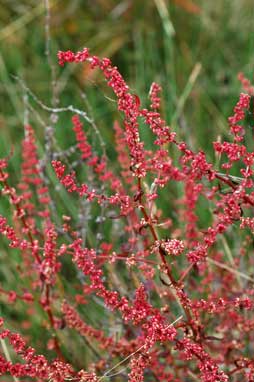 APII jpeg image of Rumex conglomeratus  © contact APII