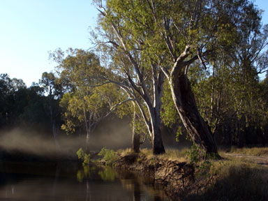 APII jpeg image of Eucalyptus camaldulensis  © contact APII