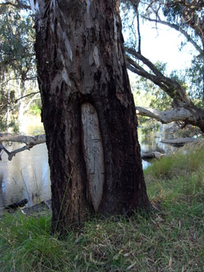 APII jpeg image of Eucalyptus camaldulensis  © contact APII