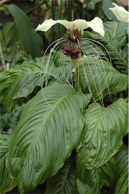 APII jpeg image of Tacca integrifolia  © contact APII