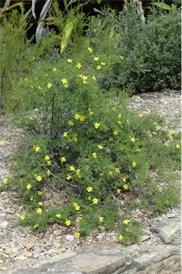 APII jpeg image of Hibbertia serpyllifolia  © contact APII