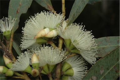 APII jpeg image of Eucalyptus ligulata subsp. stirlingica  © contact APII