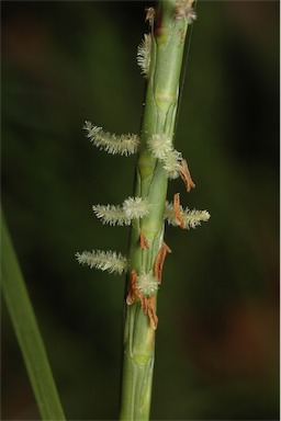 APII jpeg image of Hemarthria uncinata var. uncinata  © contact APII