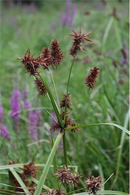 APII jpeg image of Cyperus lucidus  © contact APII