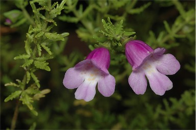 APII jpeg image of Prostanthera cryptandroides subsp. cryptandroides  © contact APII