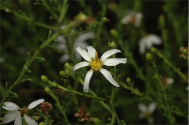 APII jpeg image of Olearia decurrens  © contact APII