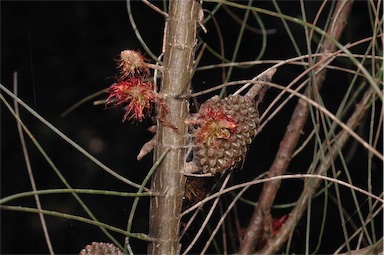 APII jpeg image of Allocasuarina campestris  © contact APII