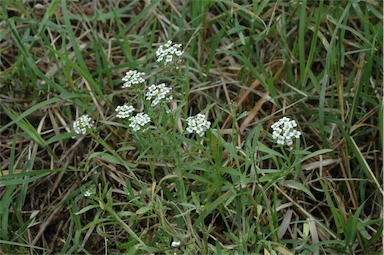 APII jpeg image of Lobularia maritima  © contact APII