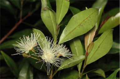 APII jpeg image of Syzygium paniculatum 'Lillyput'  © contact APII