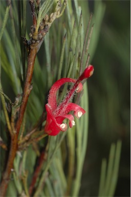 APII jpeg image of Grevillea erectiloba  © contact APII