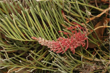 APII jpeg image of Grevillea thyrsoides subsp. thyrsoides  © contact APII