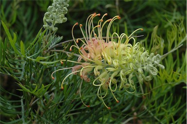 APII jpeg image of Grevillea 'Peaches & Cream'  © contact APII