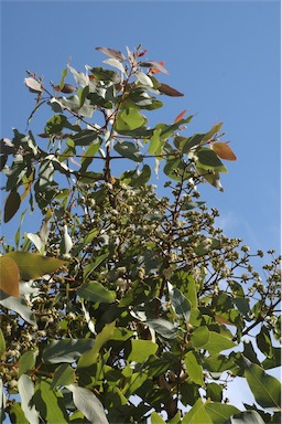 APII jpeg image of Corymbia peltata  © contact APII