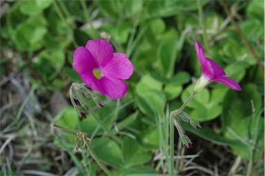 APII jpeg image of Oxalis bowiei  © contact APII