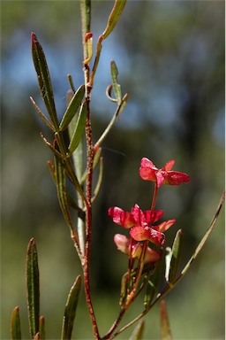 APII jpeg image of Dodonaea heteromorpha  © contact APII