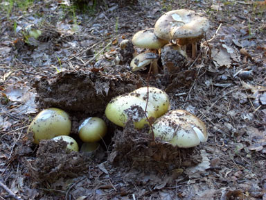 APII jpeg image of Amanita phalloides  © contact APII