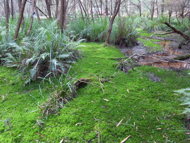 APII jpeg image of Sphagnum cristatum  © contact APII