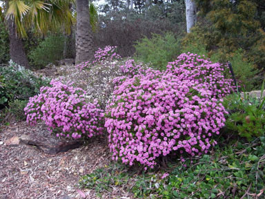 APII jpeg image of Pimelea ferruginea  © contact APII