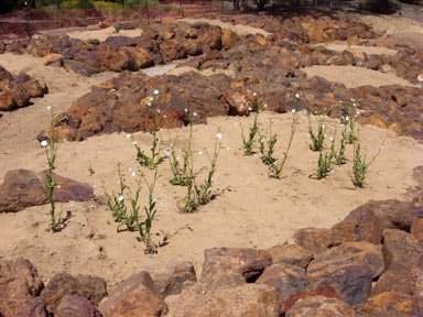 APII jpeg image of Nicotiana rosulata subsp. ingulba  © contact APII