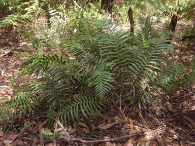 APII jpeg image of Blechnum wattsii  © contact APII