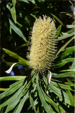 APII jpeg image of Banksia aquilonia  © contact APII