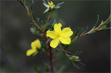 APII jpeg image of Hibbertia riparia  © contact APII