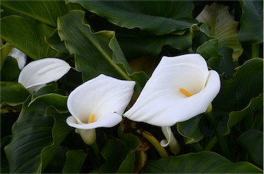 APII jpeg image of Zantedeschia aethiopica  © contact APII