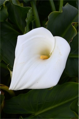 APII jpeg image of Zantedeschia aethiopica  © contact APII