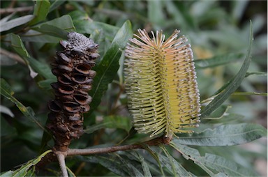 APII jpeg image of Banksia integrifolia subsp. compar  © contact APII