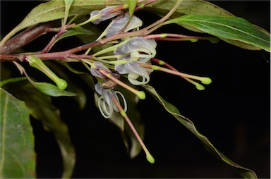 APII jpeg image of Grevillea shiressii  © contact APII