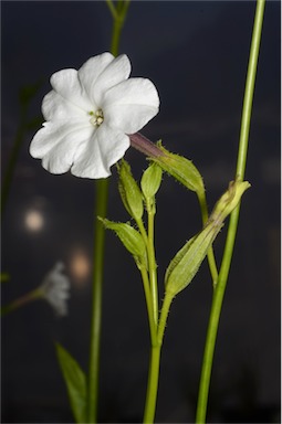 APII jpeg image of Nicotiana rosulata subsp. ingulba  © contact APII