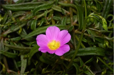 APII jpeg image of Calandrinia polyandra  © contact APII