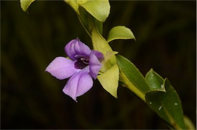 APII jpeg image of Eremophila willsii subsp. integrifolia  © contact APII