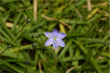 APII jpeg image of Chamaescilla corymbosa  © contact APII