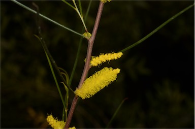 APII jpeg image of Acacia sessilispica  © contact APII