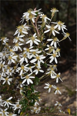 APII jpeg image of Olearia erubescens  © contact APII