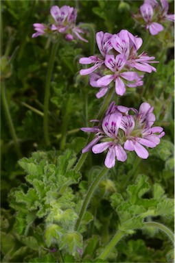 APII jpeg image of Pelargonium littorale  © contact APII