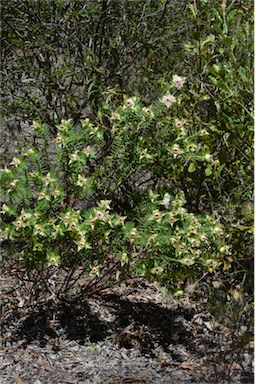 APII jpeg image of Pimelea spectabilis  © contact APII