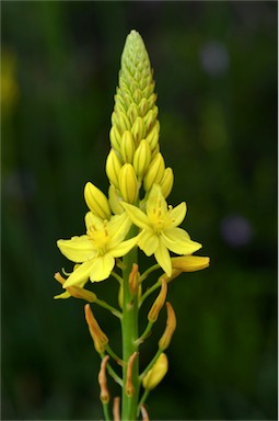 APII jpeg image of Bulbine glauca  © contact APII